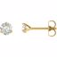 65782:600012:P 14kt Yellow 4mm Round Charles & Colvard Moissanite® Earrings 